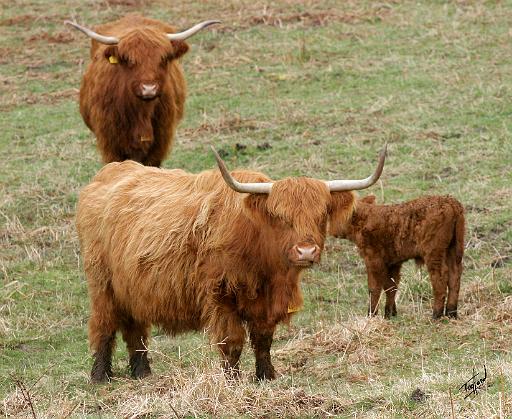 Highland Cattle 9Y316D-017.JPG